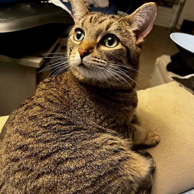 Enlarge Shallot, a Adoptable Domestic Short Hair in Evanston, IL image 4/4