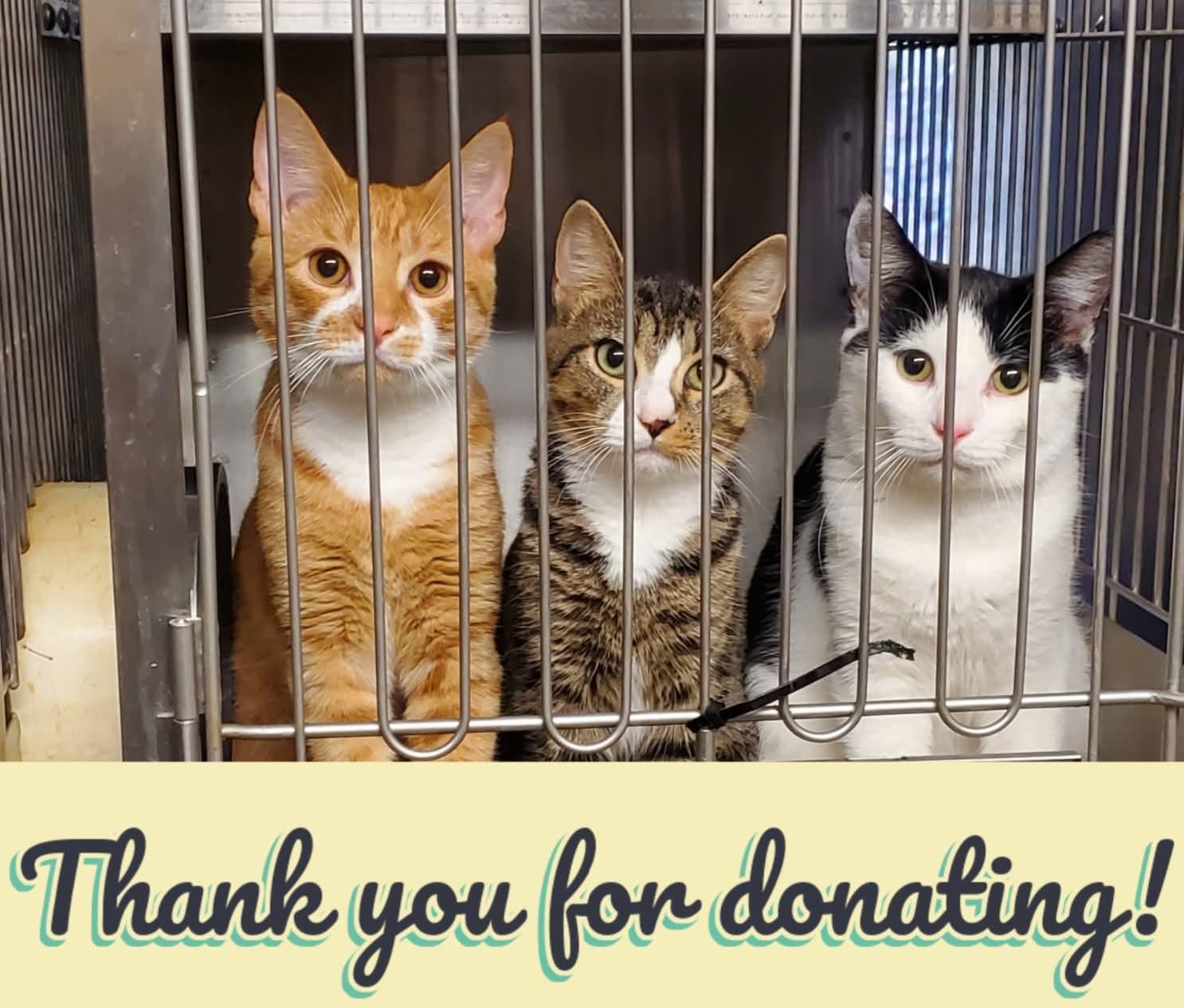 Midge, Adoptable, Young Female Domestic Short Hair.