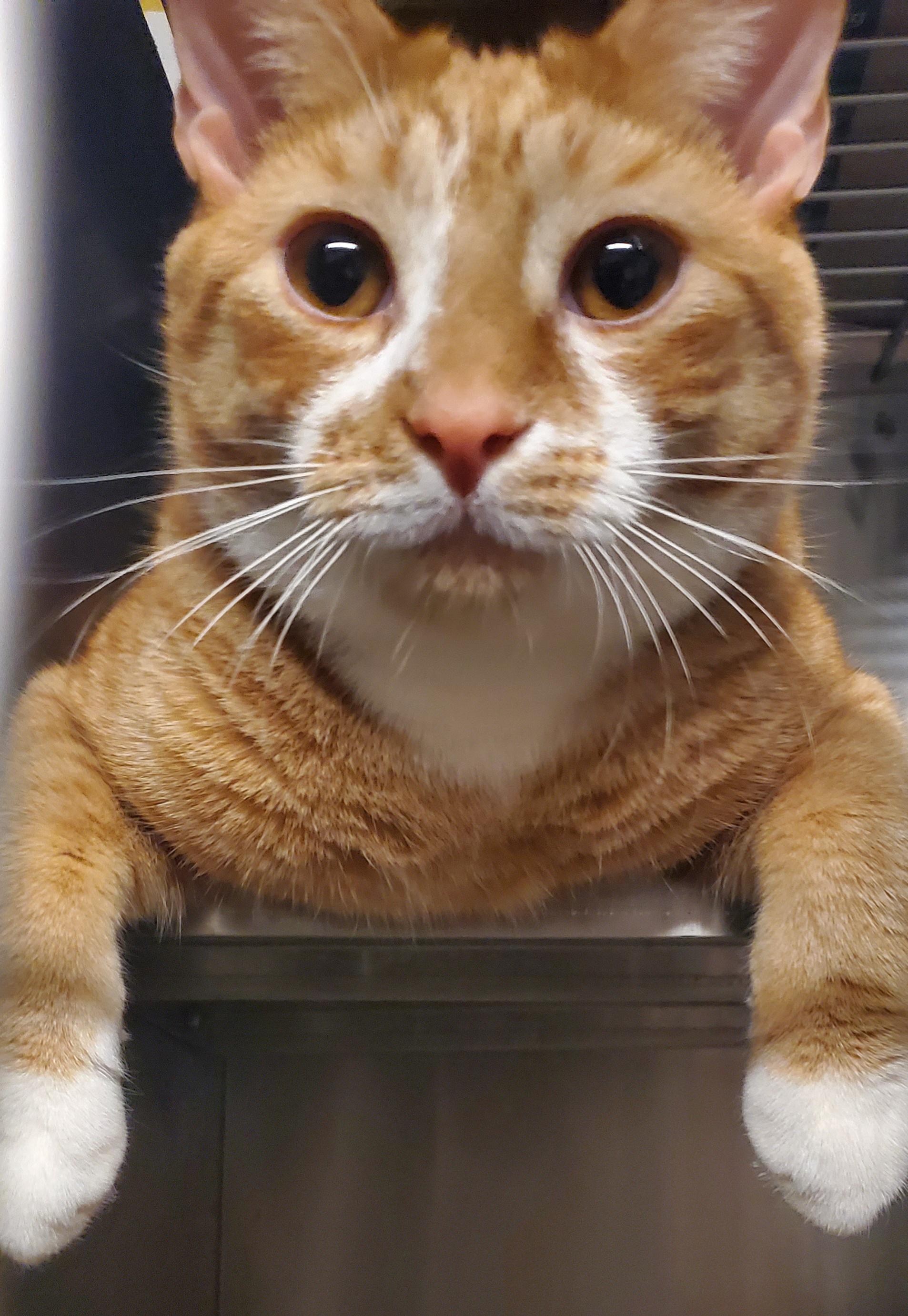 Midge , Adoptable, Young Male Domestic Short Hair.