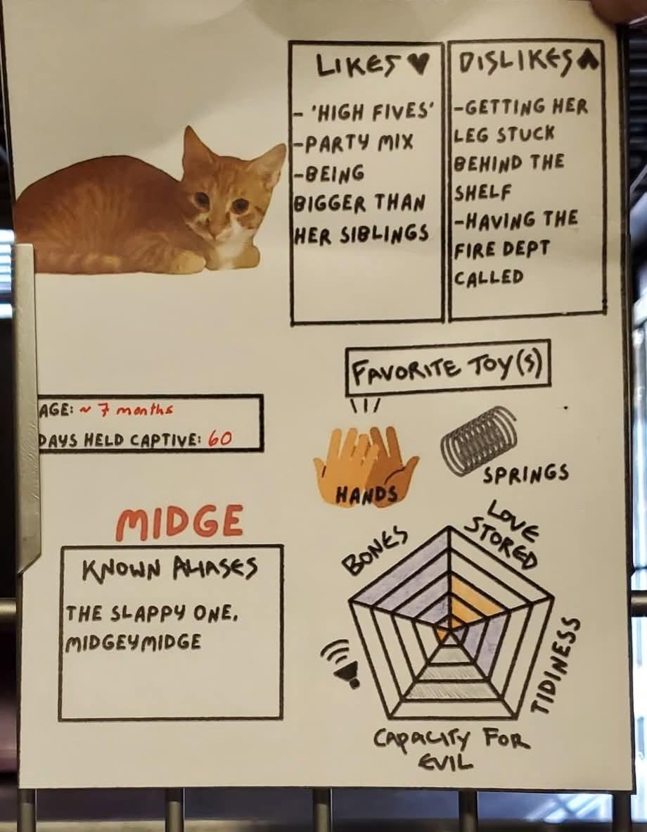 Enlarge Midge, a Adoptable Domestic Short Hair in Lake Hopatcong, NJ image 3/3