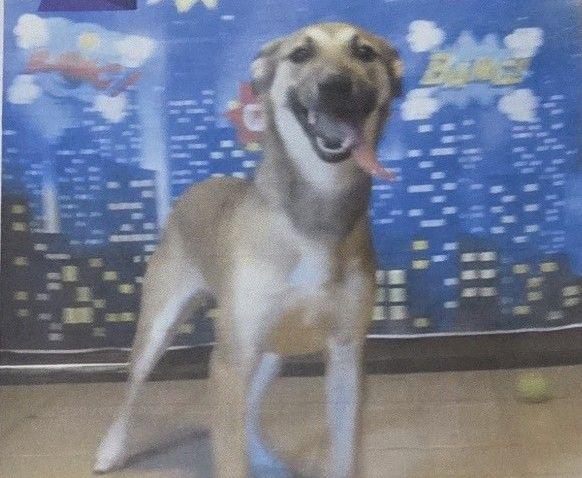 Bonnie, Adoptable, Young Female Shepherd.