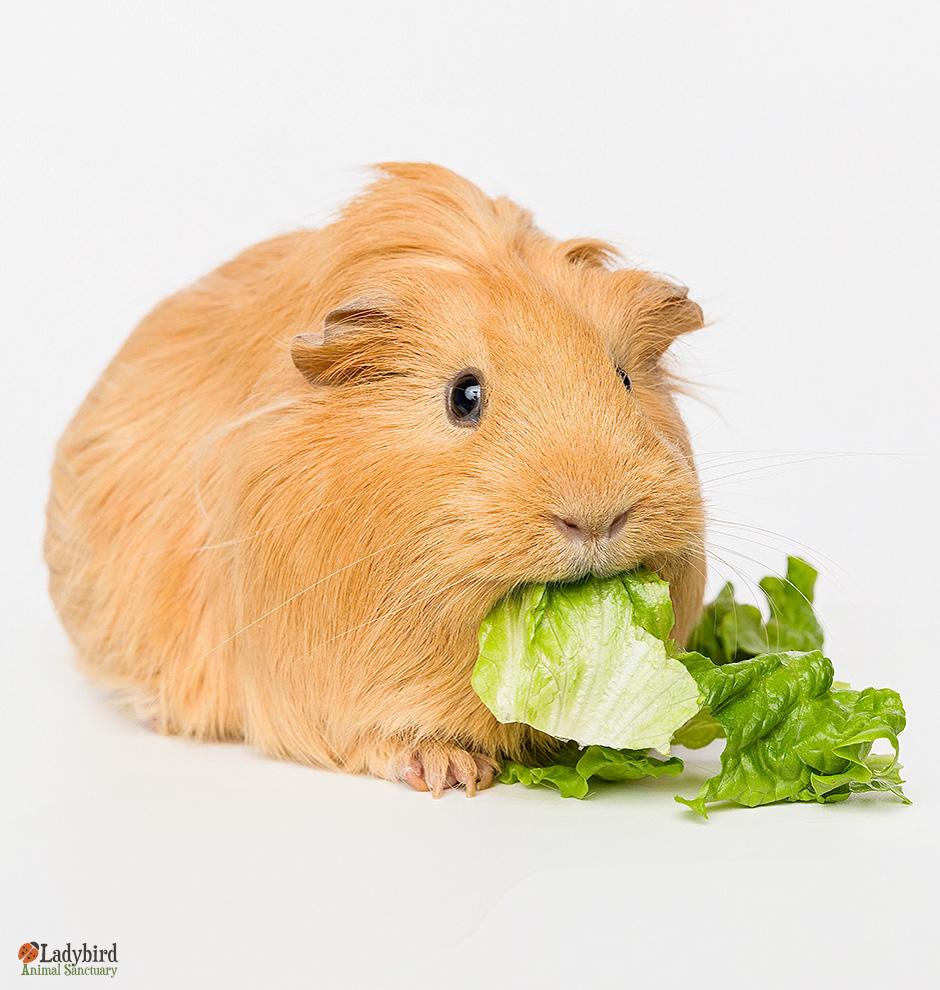 Gini (bonded to Mini), Adoptable, Adult Female Guinea Pig.