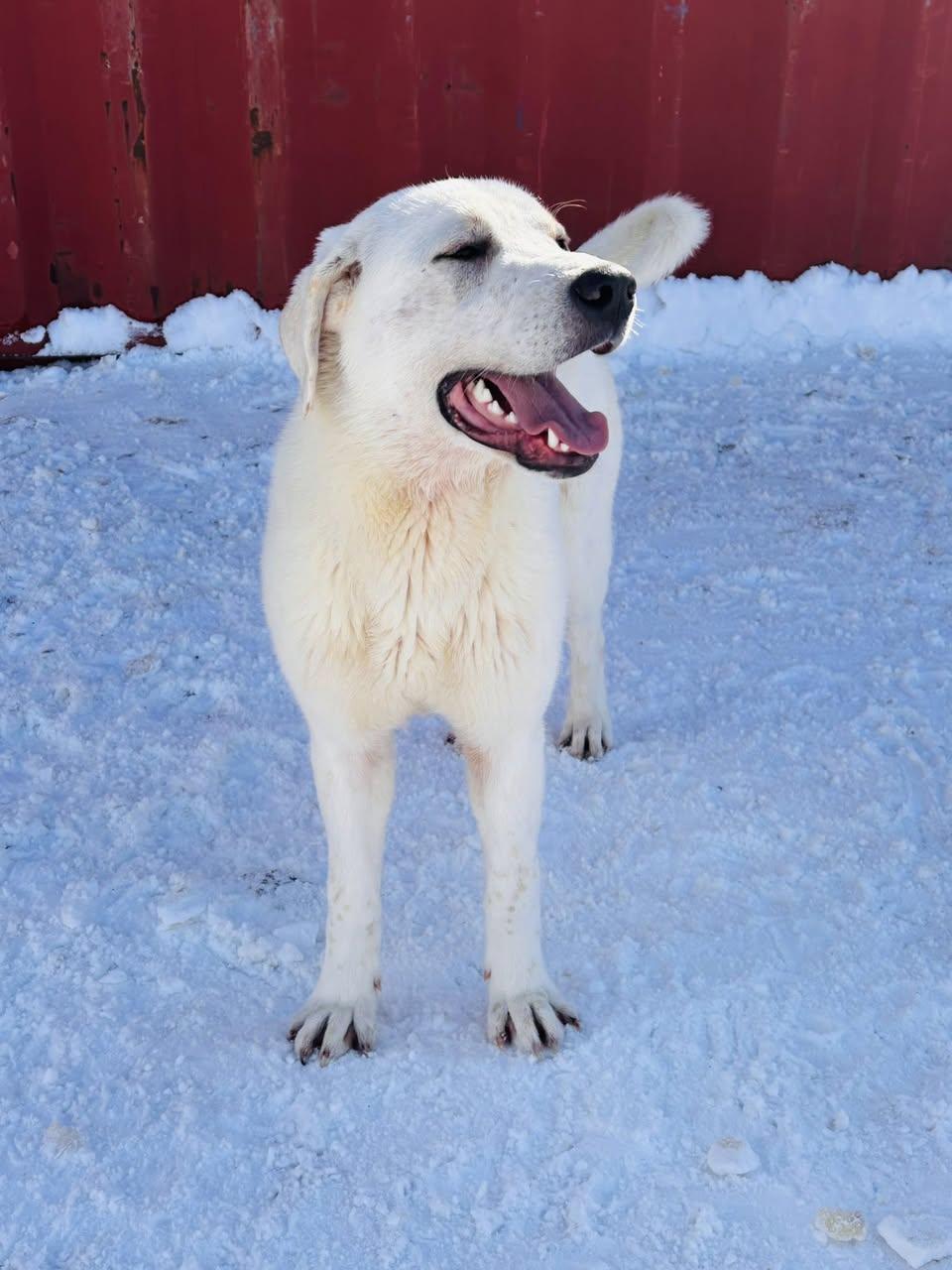 Enlarge Yeti, an adopted mixed breed in Edmonton, AB image 2/4