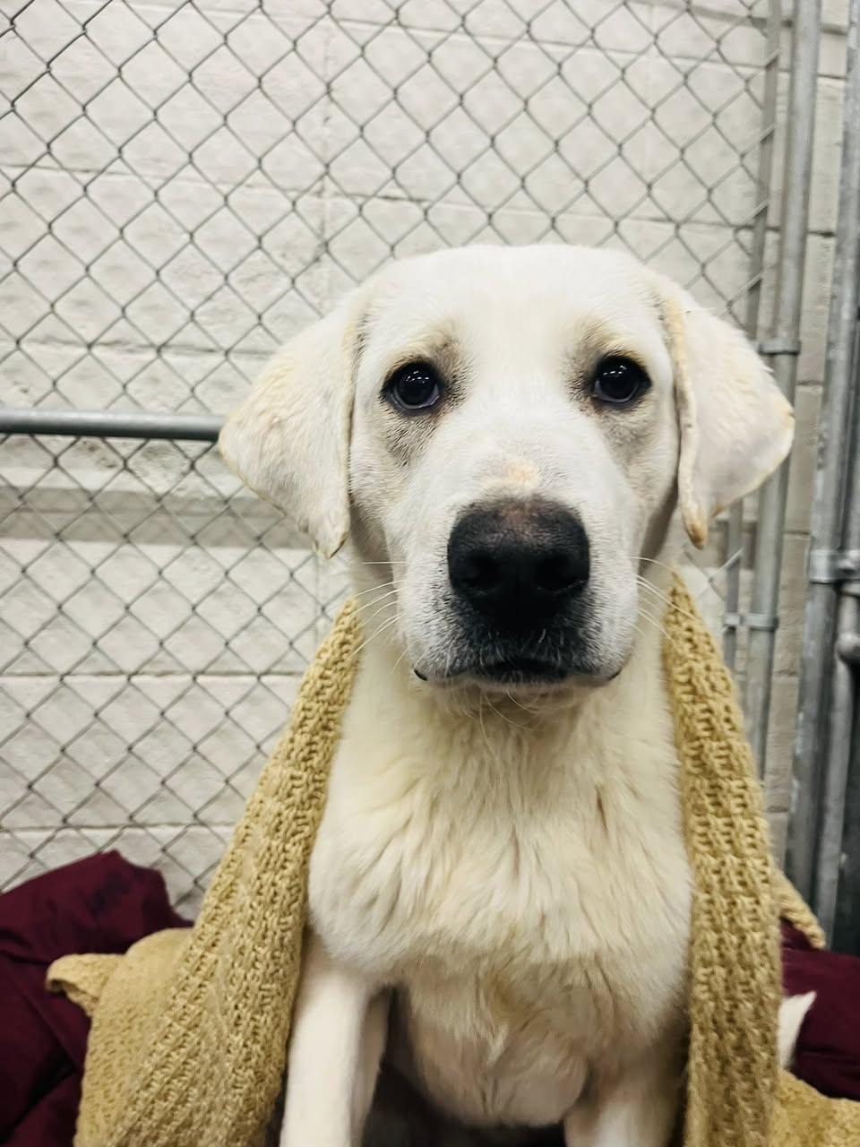 Yeti, adopted, Young Male Great Pyrenees & Labrador Retriever.