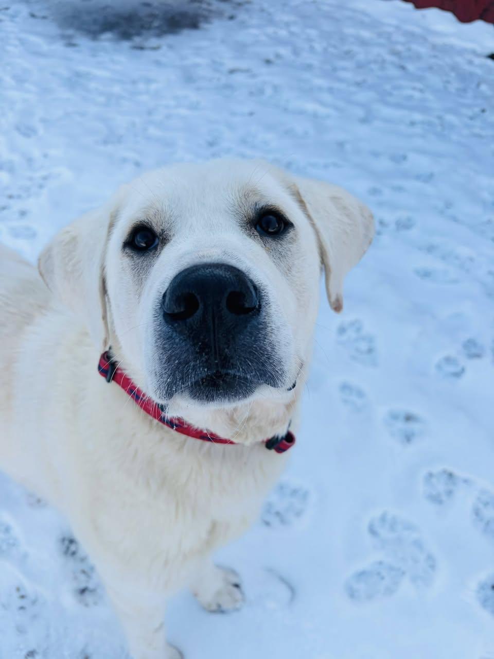 Enlarge Yeti, an adopted mixed breed in Edmonton, AB image 3/4