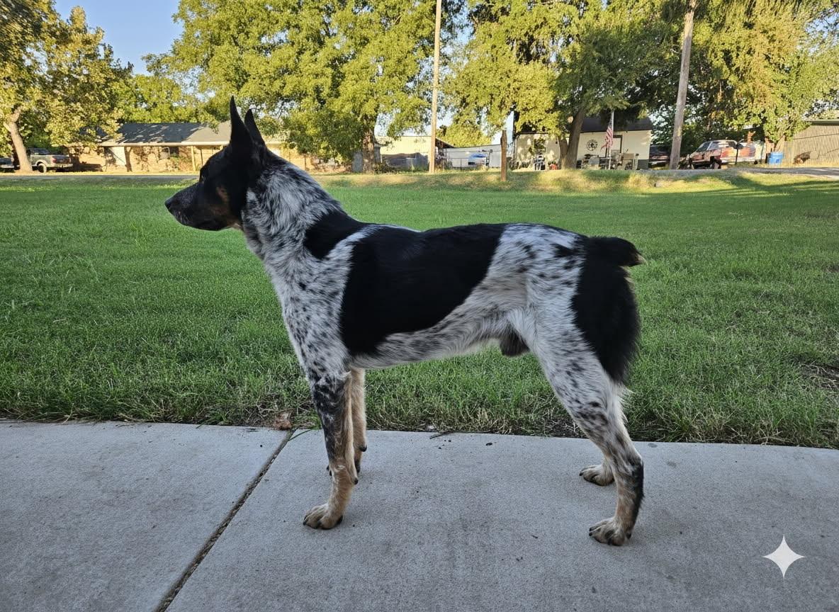 Enlarge Diesel, an adopted mixed breed in Stevens Point, WI image 5/6