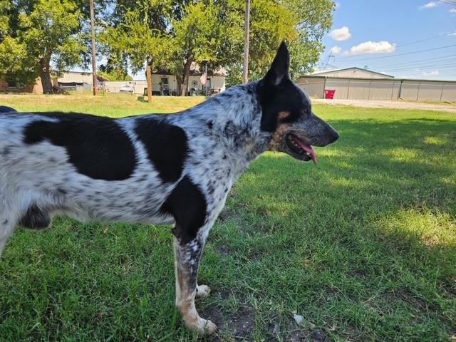 Enlarge Diesel, an adopted mixed breed in Stevens Point, WI image 3/6