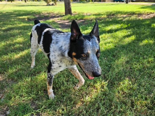 Enlarge Diesel, an adopted mixed breed in Stevens Point, WI image 6/6