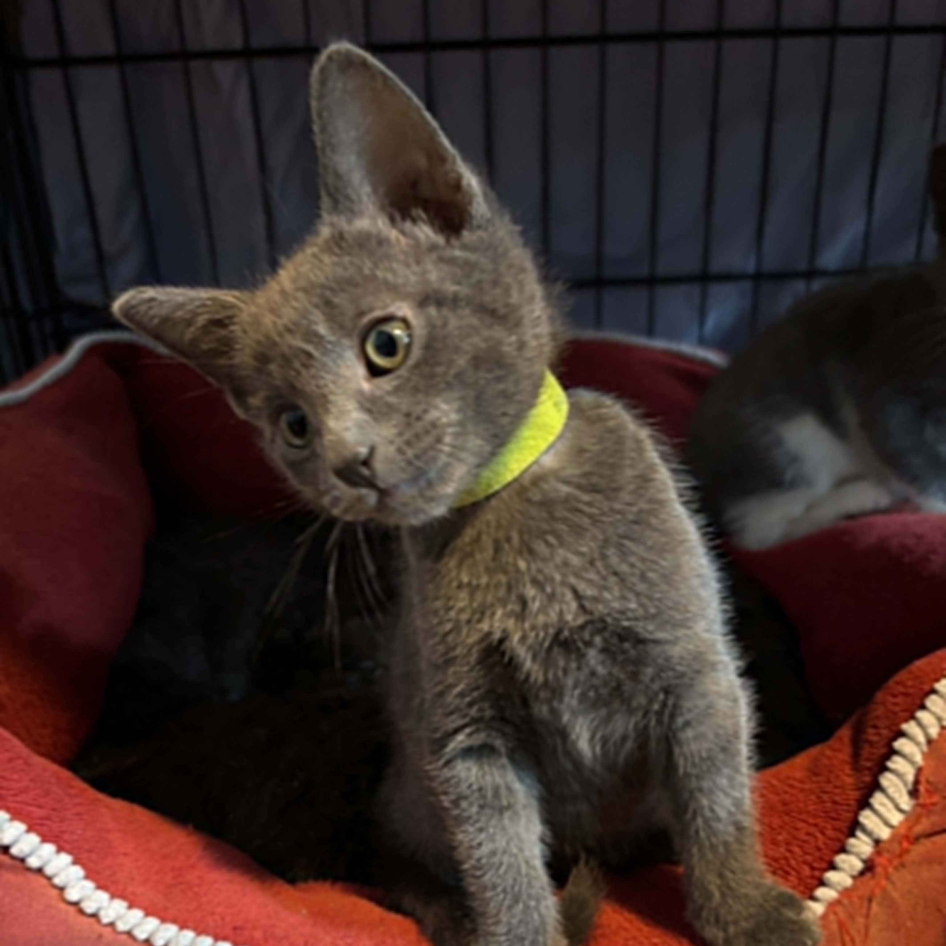 Kiwi, an adopted mixed breed in Antioch, CA image 2/6
