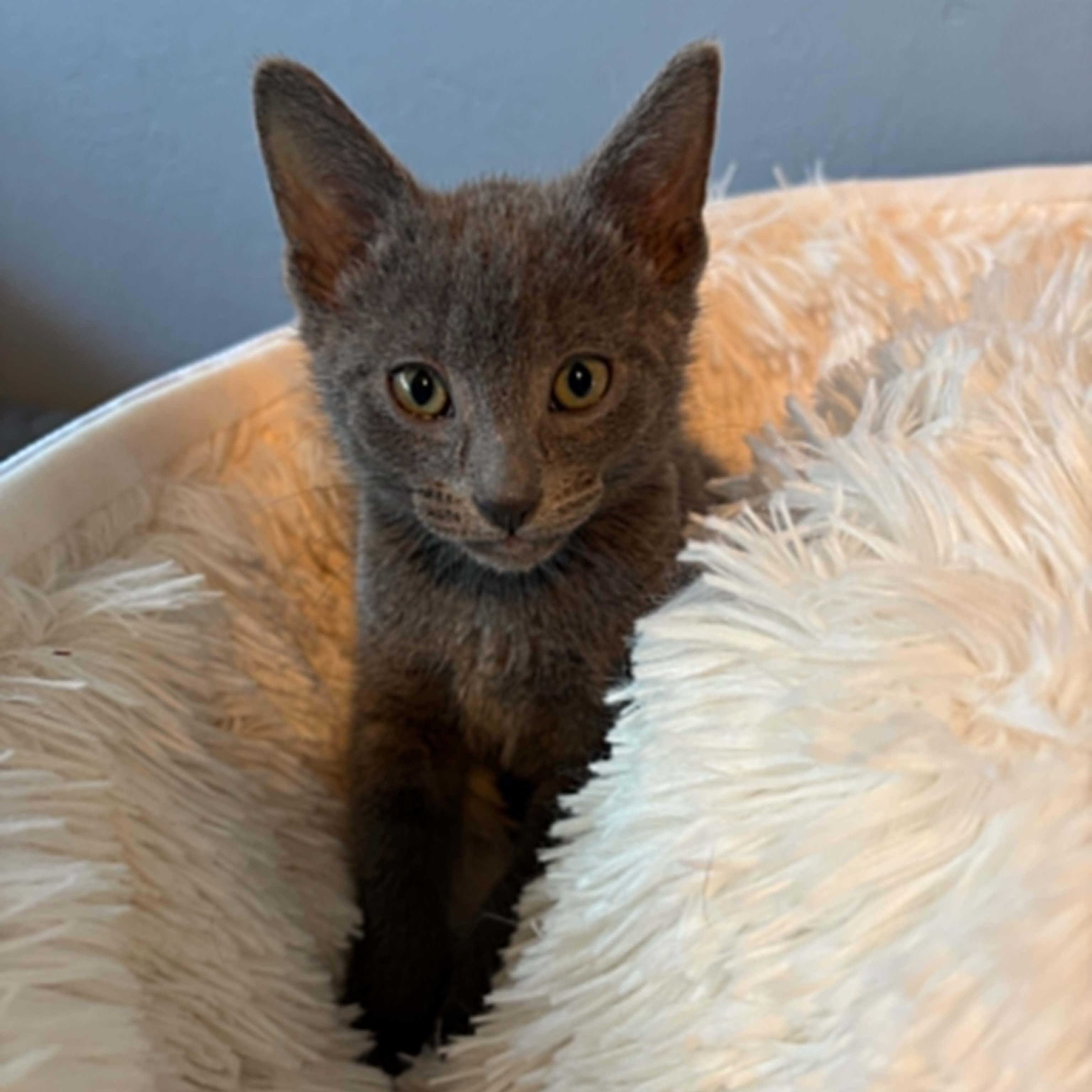 Kiwi, adopted, Kitten Male Domestic Short Hair & Russian Blue.