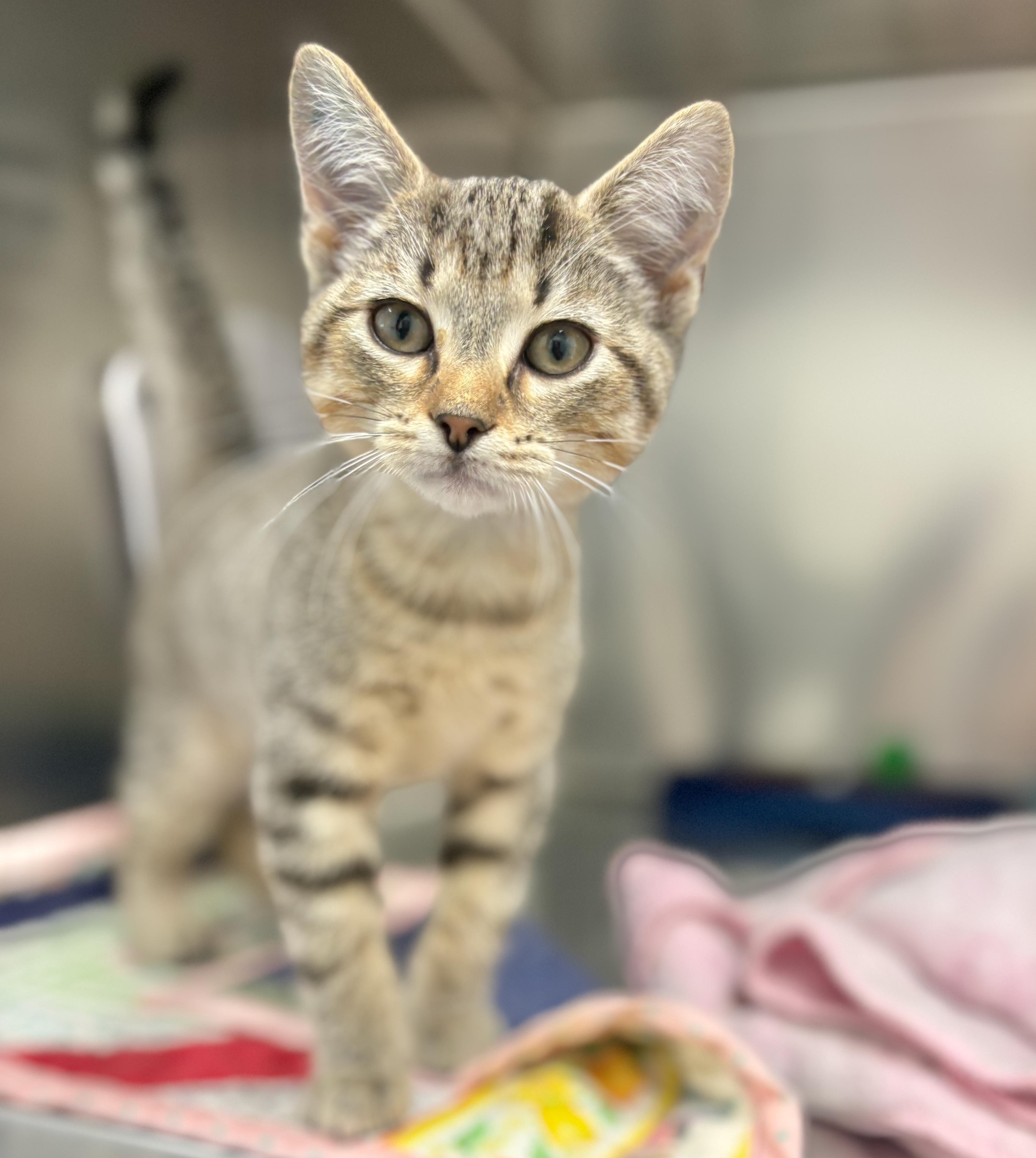 Salty 4373, Adopted, Kitten Male Domestic Short Hair.