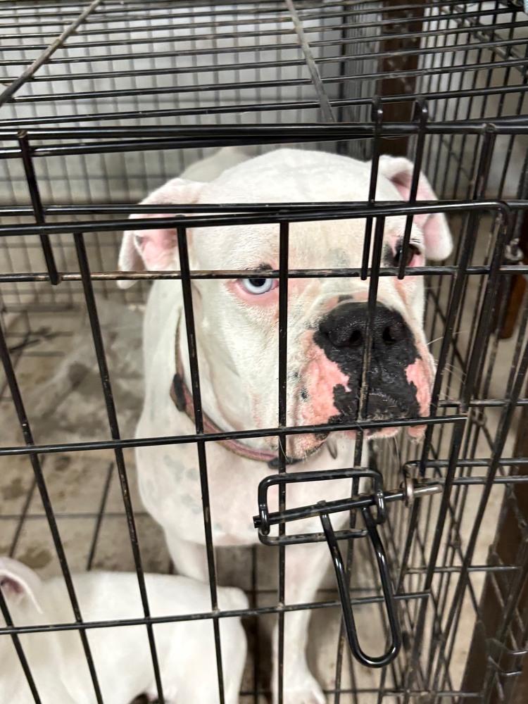 Nova III, Adoptable, Young Female Boxer.