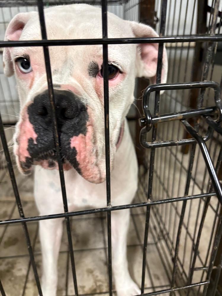 Enlarge Nova III, a Adoptable Boxer in Hewitt, TX image 2/4