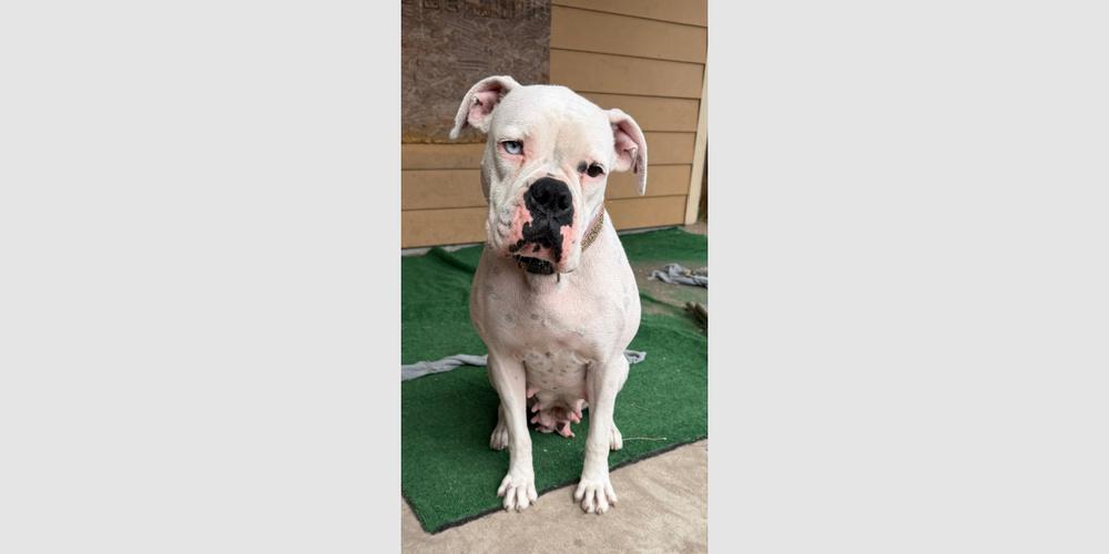Enlarge Nova III, a Adoptable Boxer in Hewitt, TX image 3/4