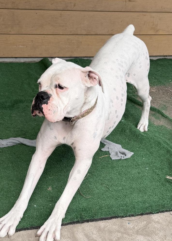Enlarge Nova III, a Adoptable Boxer in Hewitt, TX image 4/4