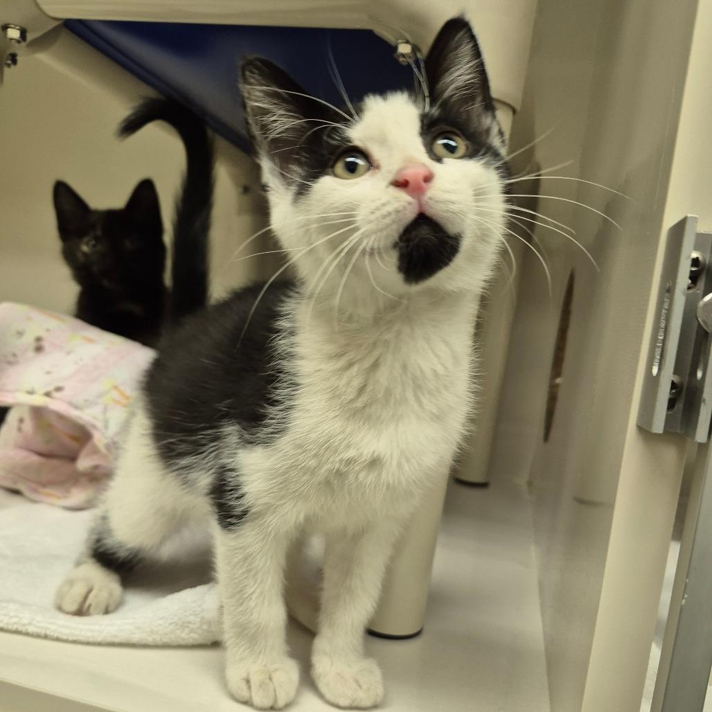 Enlarge Oscar, a Adoptable Domestic Short Hair in Drumheller, AB image 1/1