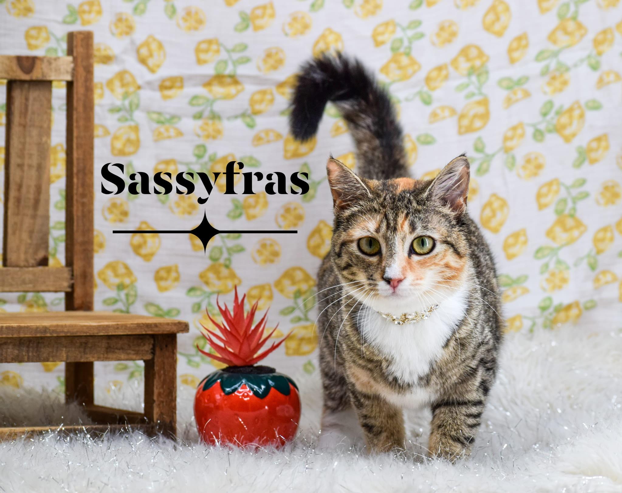 Sassyfras thumbnail 3