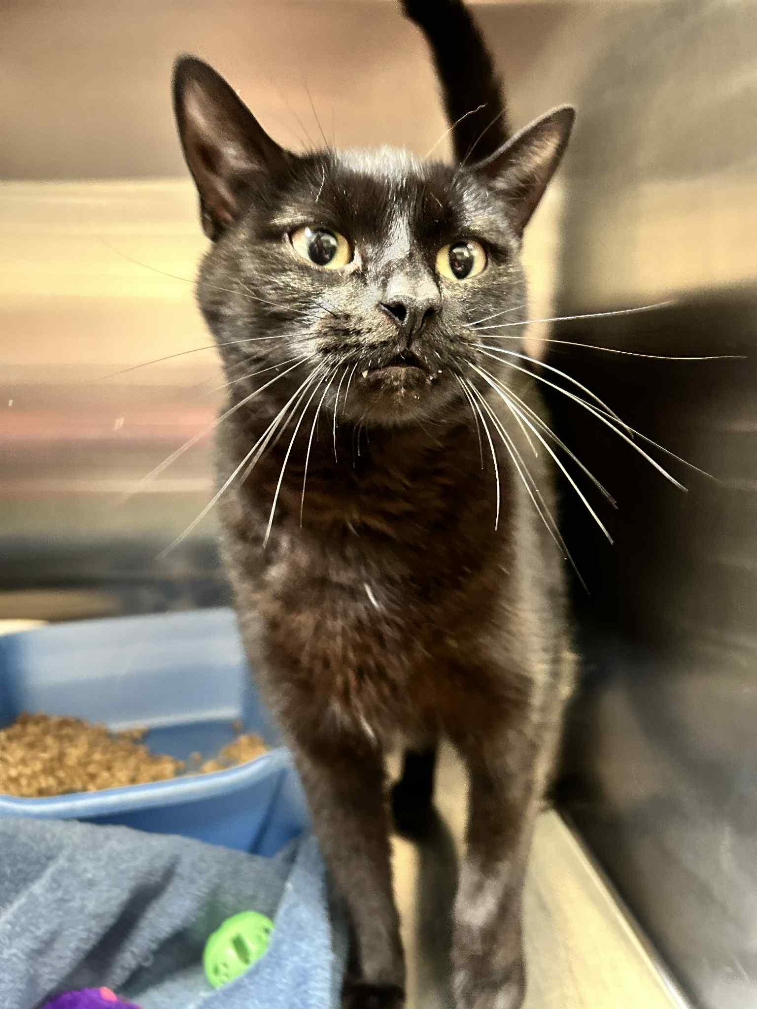 Enlarge Spot, a Adoptable mixed breed in Chambersburg, PA image 1/1