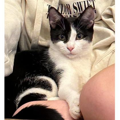 Scanner Kershaw - adopt with Barcode, Adoptable, Young Male Domestic Short Hair & Domestic Short Hair.