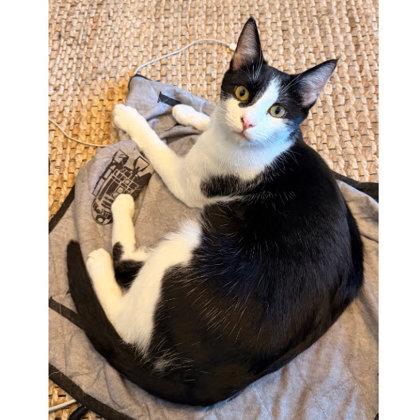 Enlarge Scanner Kershaw - adopt with Barcode, a Adoptable mixed breed in Hudson, MA image 2/3