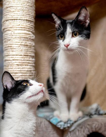 Enlarge Scanner Kershaw - adopt with Barcode, a Adoptable mixed breed in Hudson, MA image 3/3