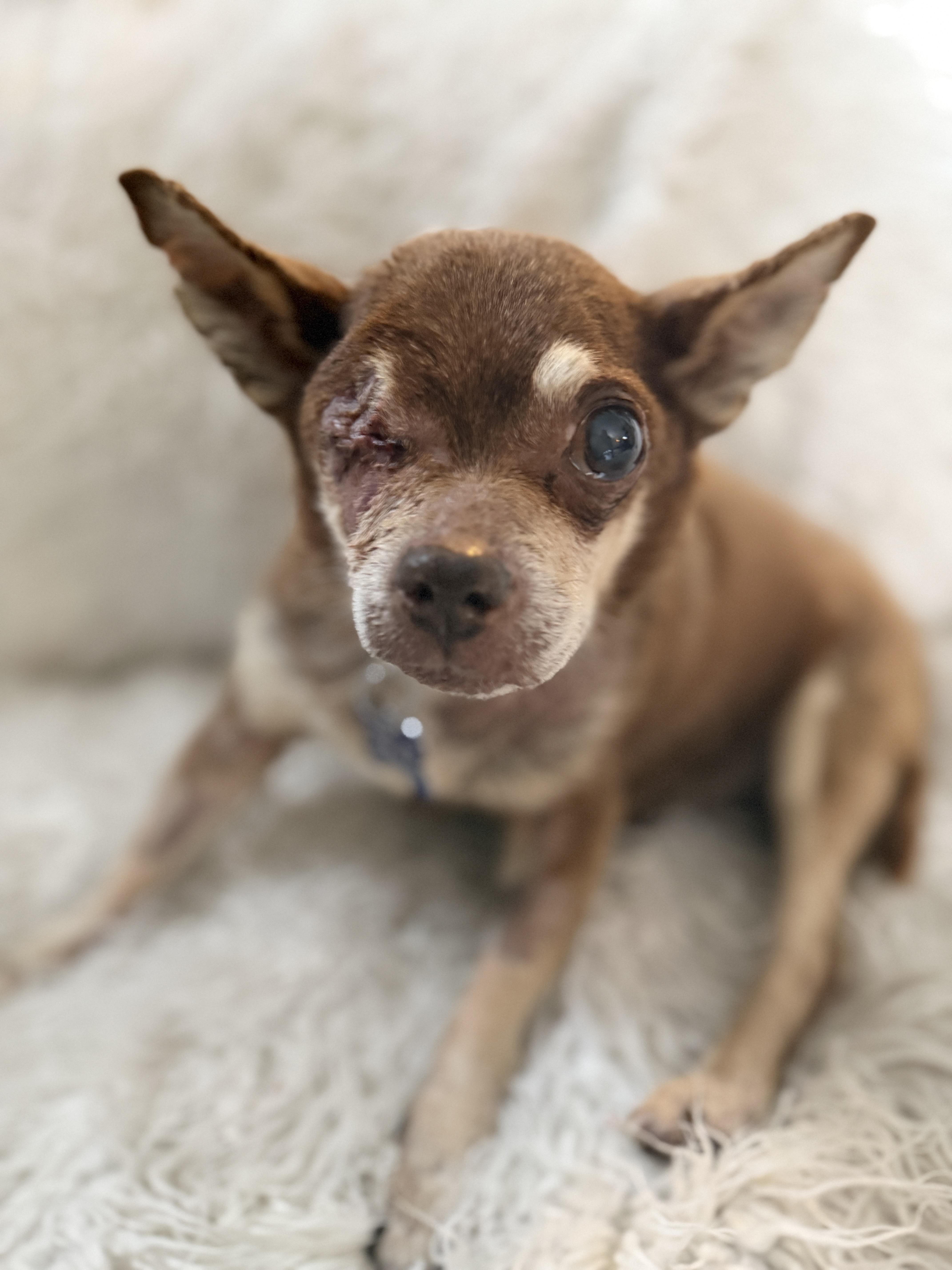 Pluto, ADOPTABLE, Senior Male Chihuahua.