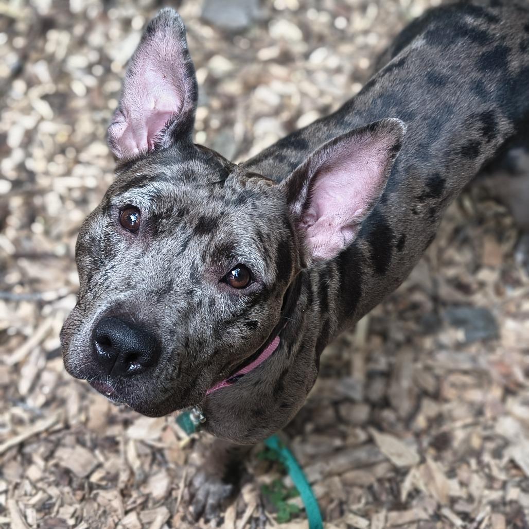 Starr, Adoptable, Adult Female Mixed Breed.