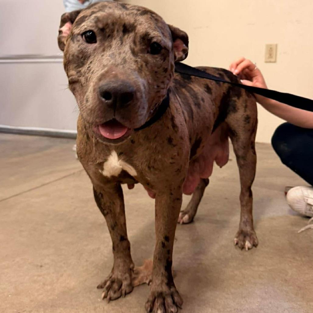 Enlarge Starr, a Adoptable Mixed Breed in Edwardsville, IL image 2/3