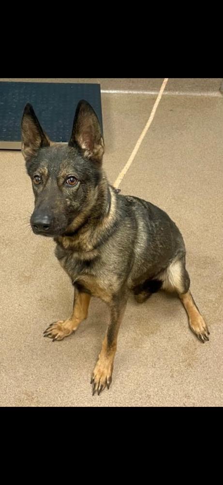 Phylli, Adoptable, Adult Female German Shepherd Dog.