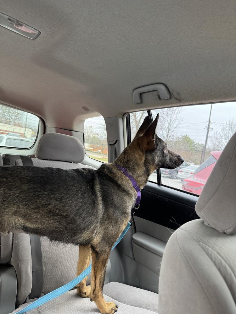 Phylli, a Adoptable German Shepherd Dog in Dacula, GA image 2/2