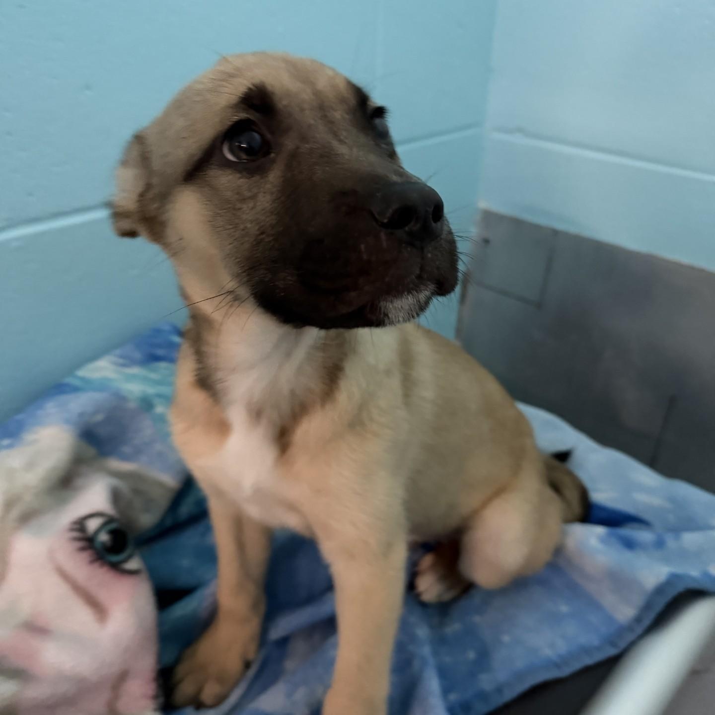 Enlarge Halo, a ADOPTABLE mixed breed in Elberon, VA image 1/1
