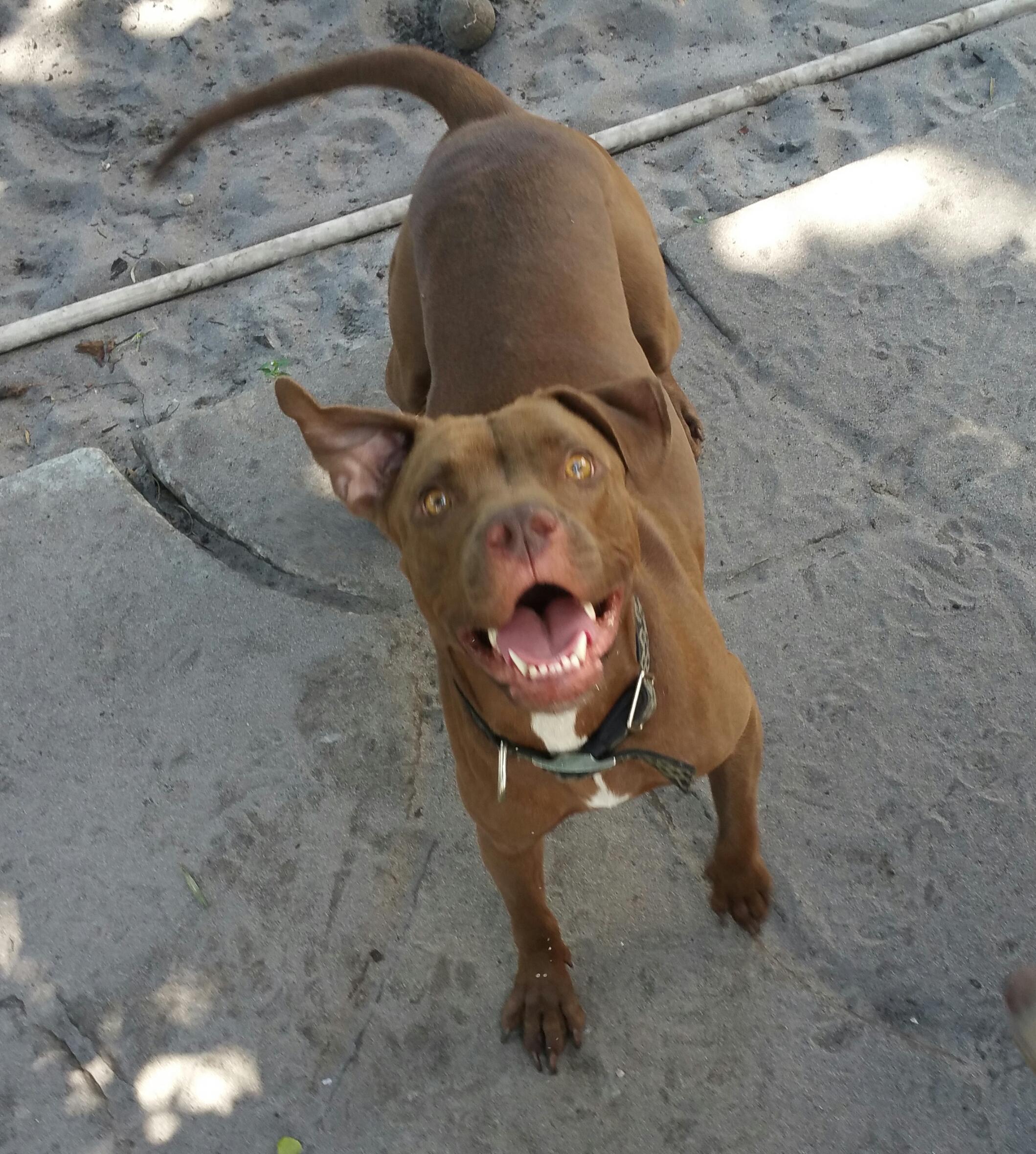 Lady preferably with Dumbo, a Adoptable mixed breed in West Palm Beach, FL image 1/2