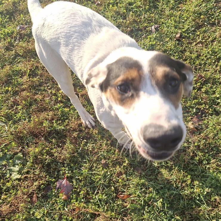 Clyde, a Adoptable mixed breed in Albert Lea, MN image 1/3