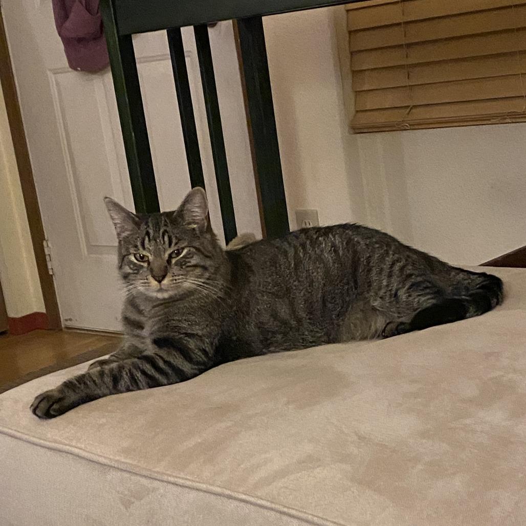 Goose, a Adoptable Domestic Short Hair in Hailey, ID image 1/6