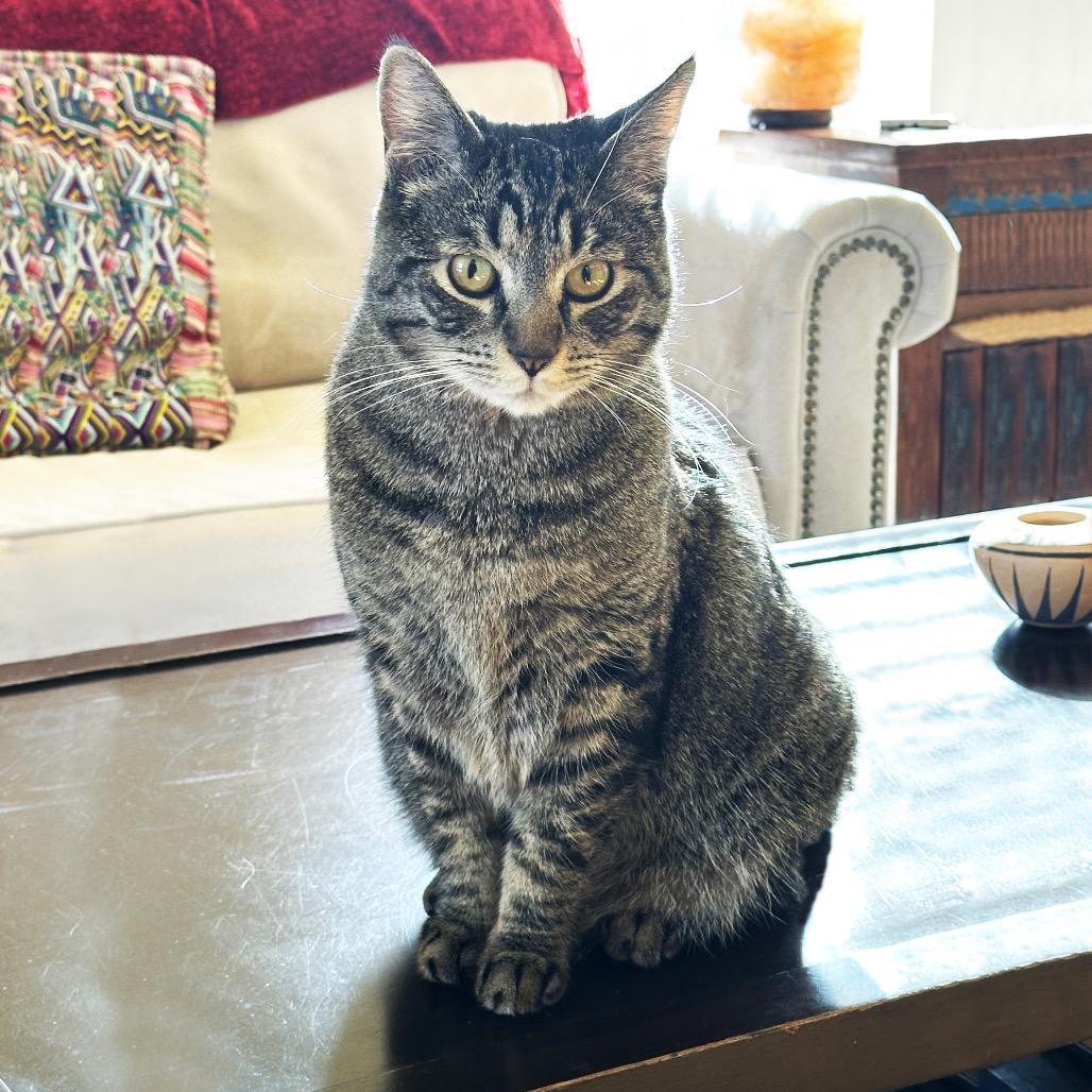 Goose, a Adoptable Domestic Short Hair in Hailey, ID image 2/6