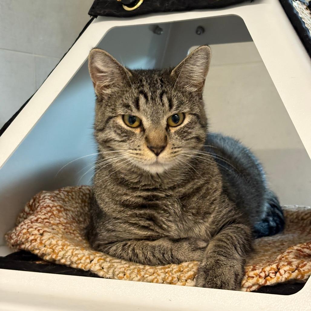 Goose, a Adoptable Domestic Short Hair in Hailey, ID image 4/6