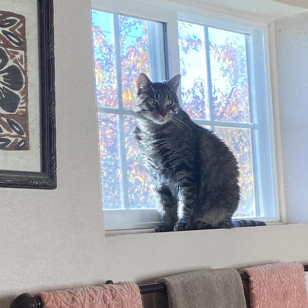 Goose, a Adoptable Domestic Short Hair in Hailey, ID image 5/6