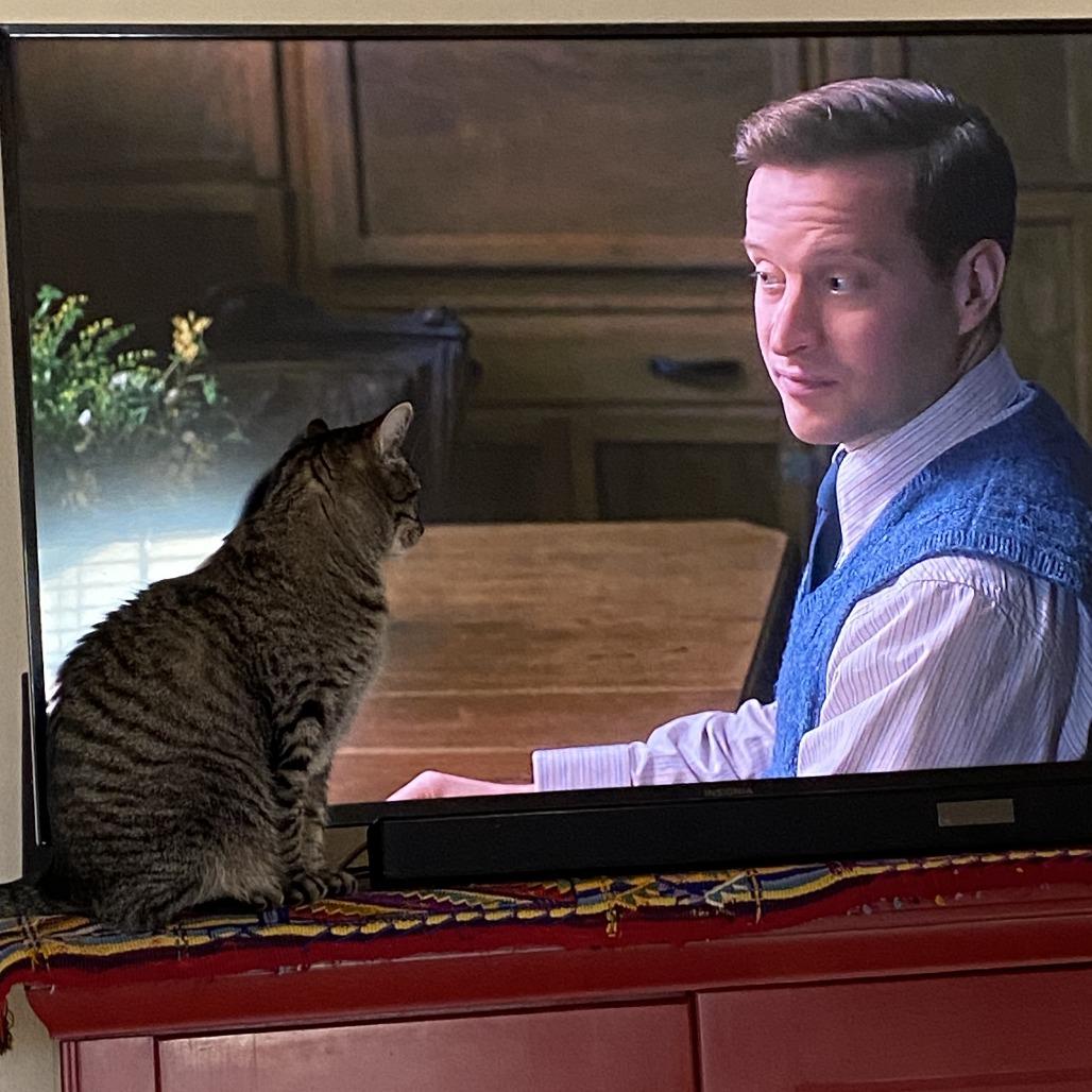 Goose, a Adoptable Domestic Short Hair in Hailey, ID image 6/6