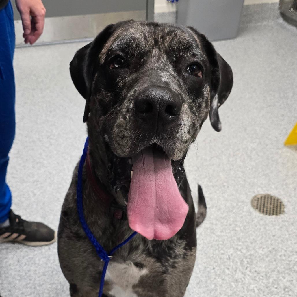 Benny, Adoptable, Adult Male Great Dane.