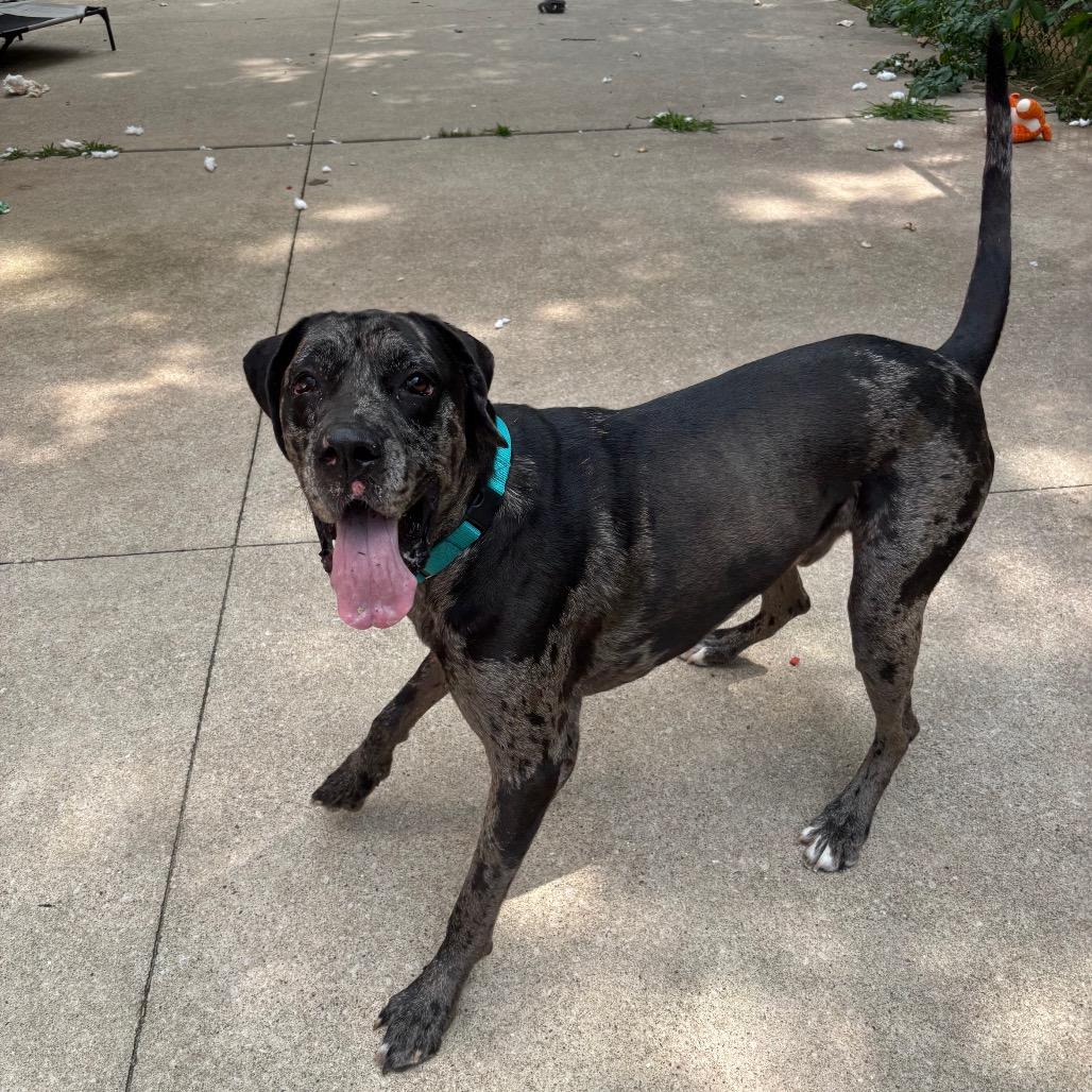 Enlarge Benny, a Adoptable Great Dane in Grand Rapids, MI image 2/6