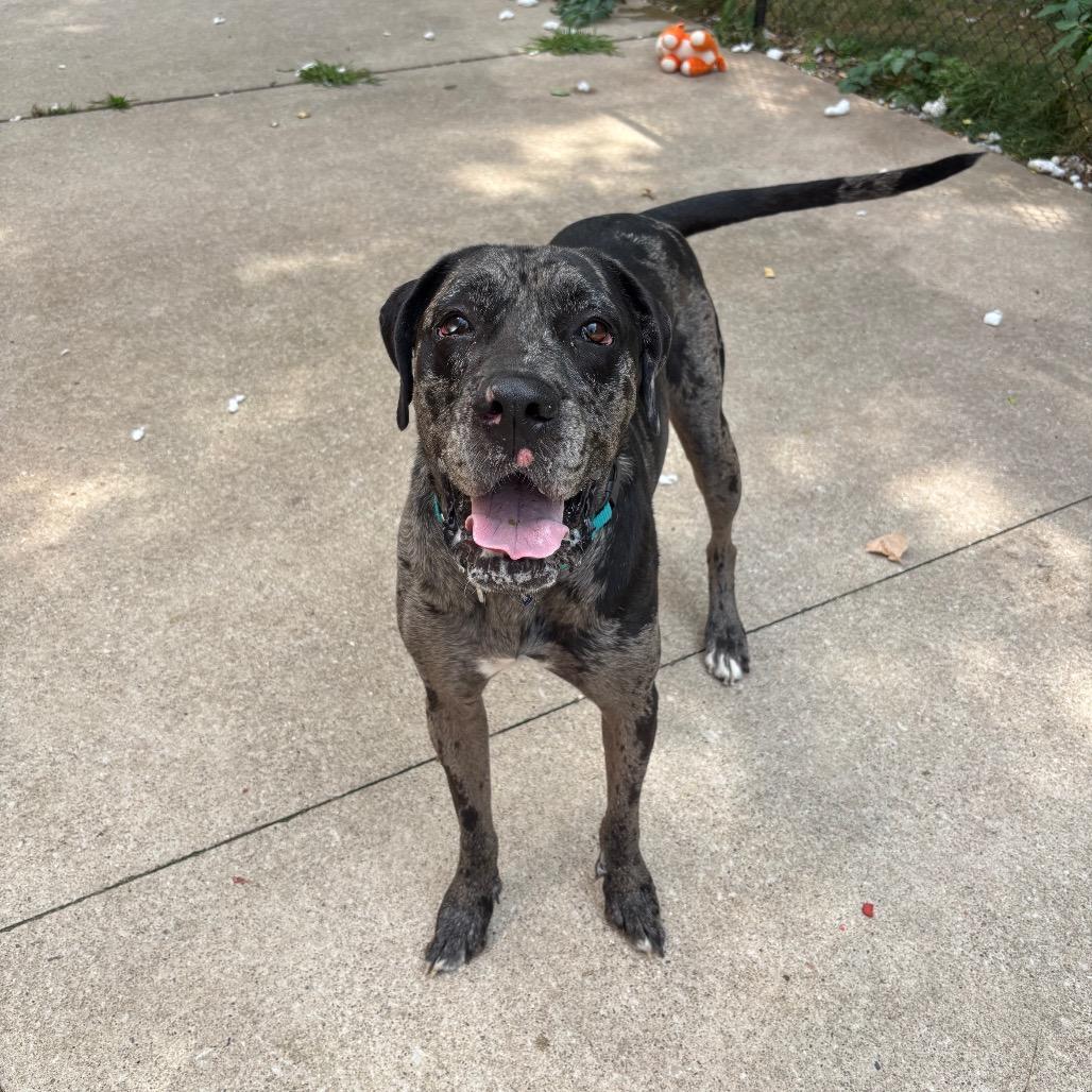 Enlarge Benny, a Adoptable Great Dane in Grand Rapids, MI image 4/6
