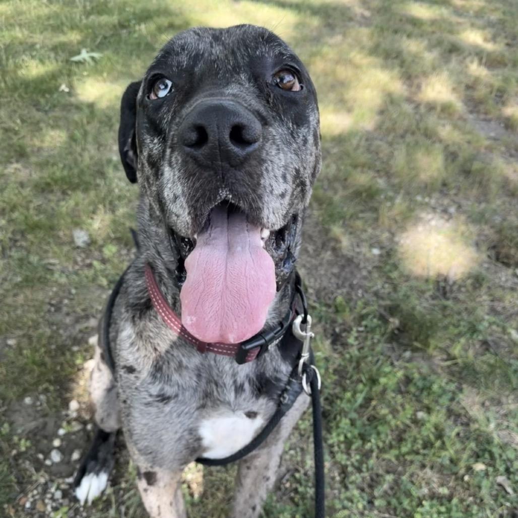 Enlarge Benny, a Adoptable Great Dane in Grand Rapids, MI image 5/6