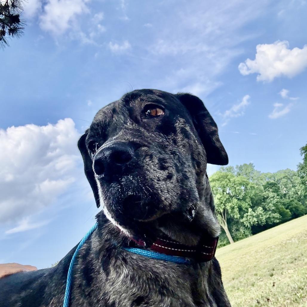 Enlarge Benny, a Adoptable Great Dane in Grand Rapids, MI image 6/6