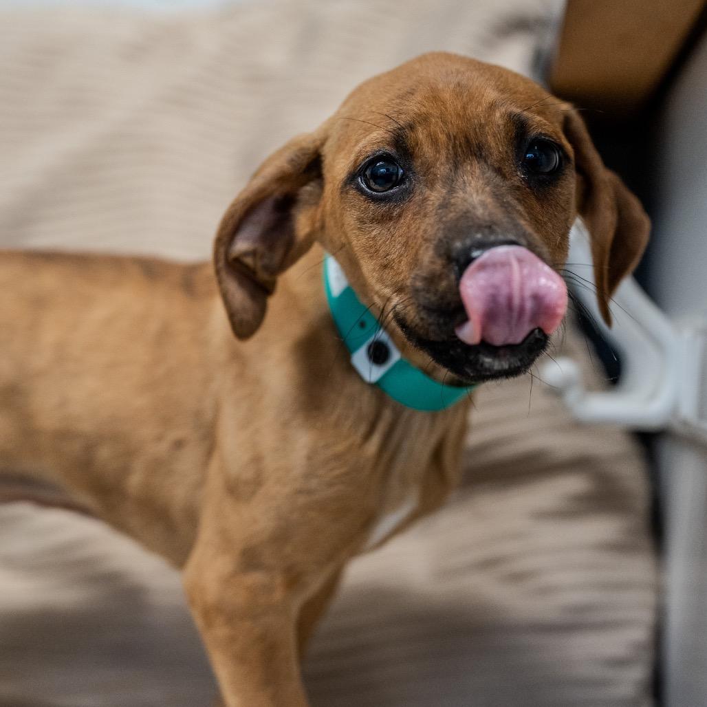 Enlarge Beatrix, a Adoptable mixed breed in Pawling, NY image 1/6