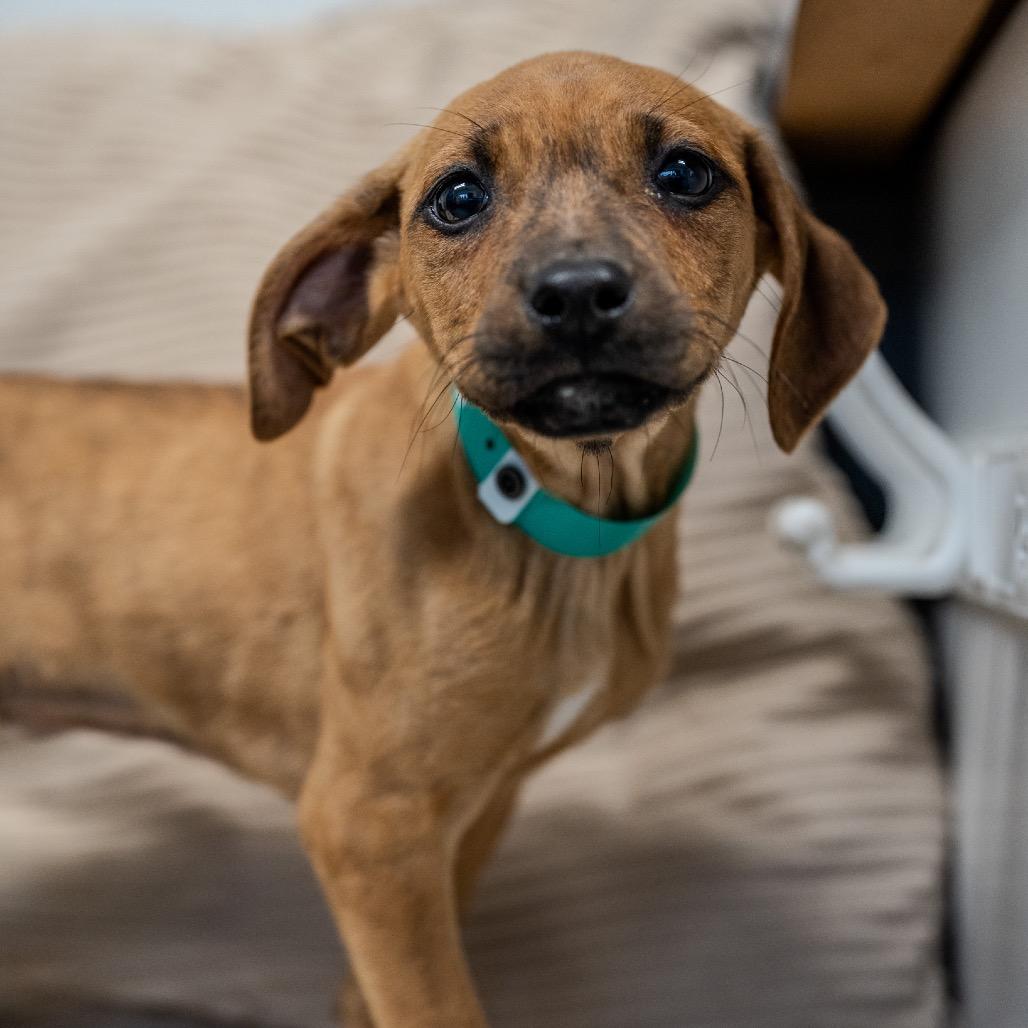 Enlarge Beatrix, a Adoptable mixed breed in Pawling, NY image 2/6