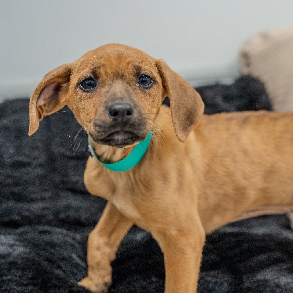 Enlarge Beatrix, a Adoptable mixed breed in Pawling, NY image 3/6