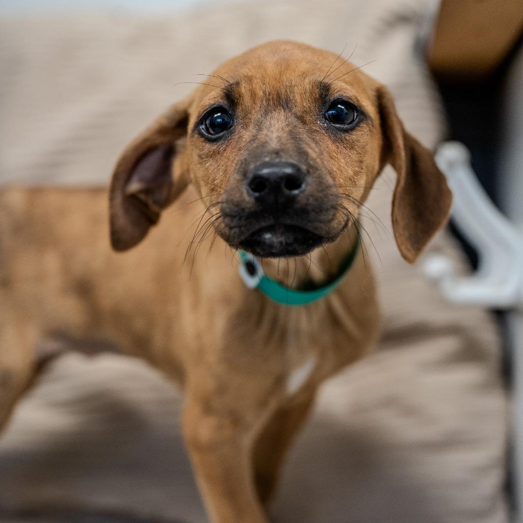 Enlarge Beatrix, a Adoptable mixed breed in Pawling, NY image 4/6