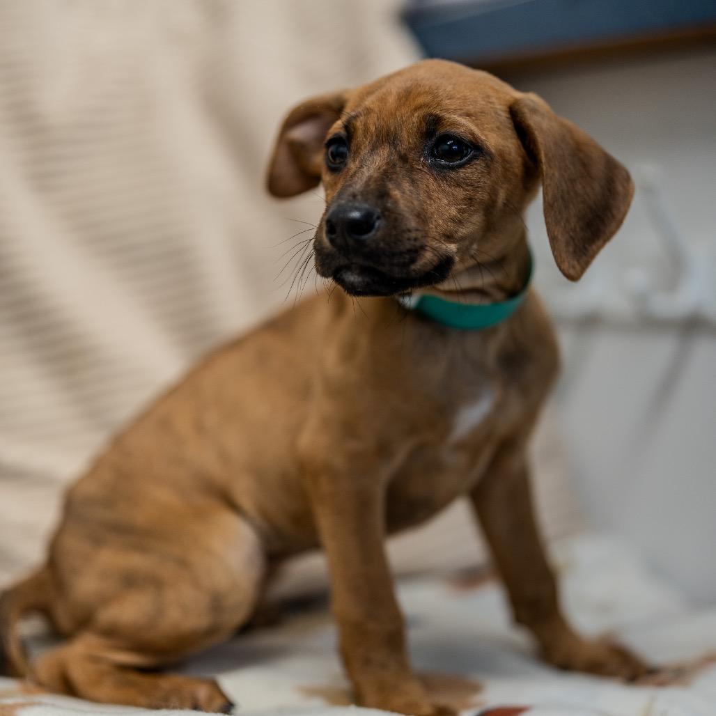 Enlarge Beatrix, a Adoptable mixed breed in Pawling, NY image 5/6