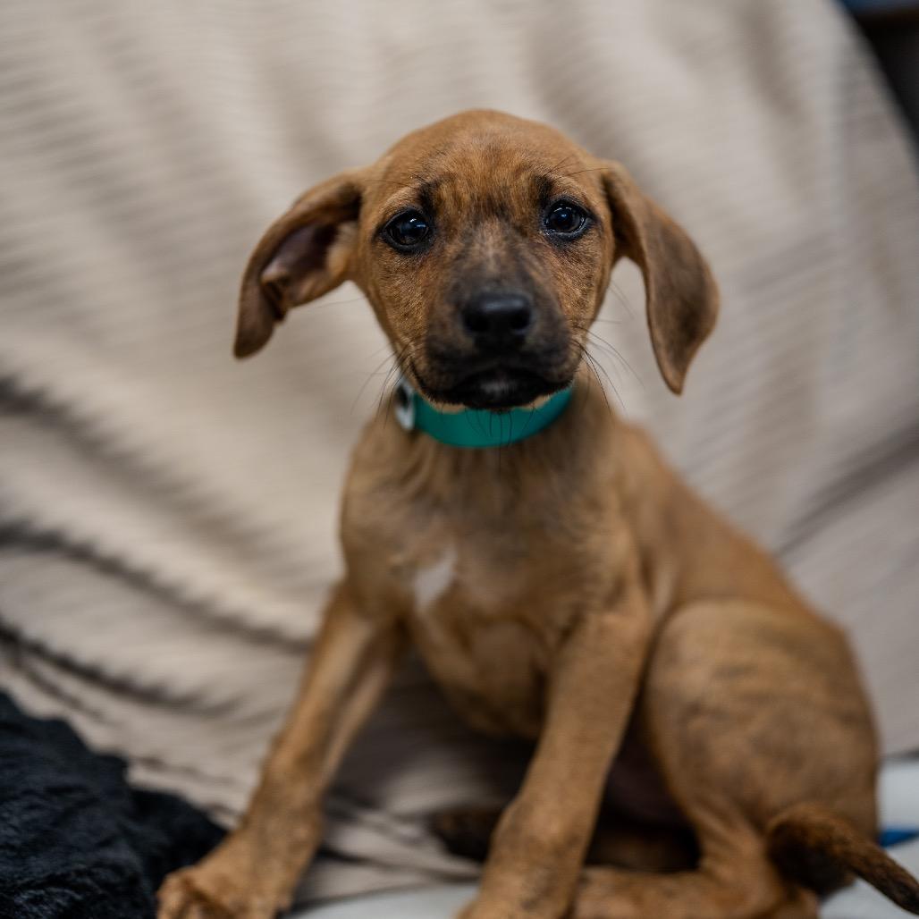 Enlarge Beatrix, a Adoptable mixed breed in Pawling, NY image 6/6