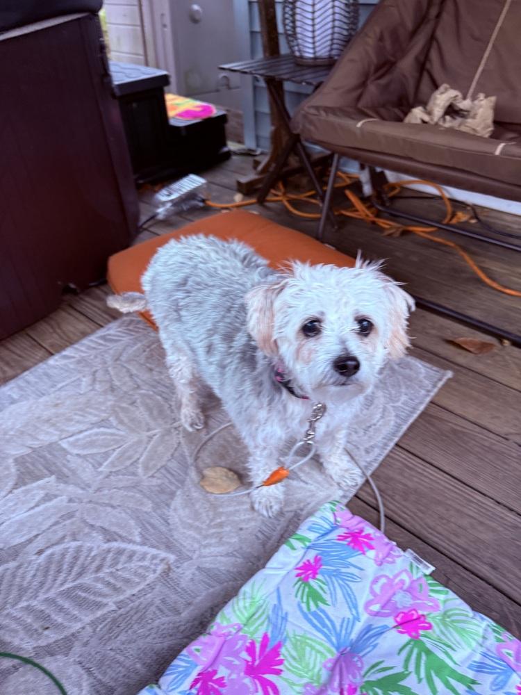 Enlarge Sadie, a Adoptable mixed breed in Middletown, CT image 1/6